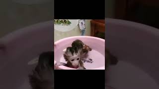 It's monkey brother's bathing time || So Funny