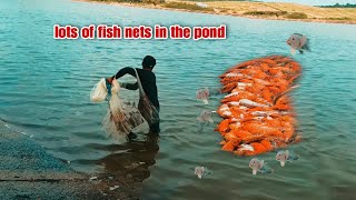 jala ikan nila di kolam ini gak nyangka hasil nya luar biasa