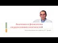 Анатомия и физиология сосудов ног. Лекция для врачей и студентов медуниверситета.