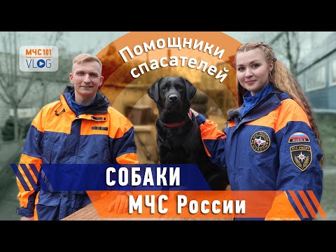 МЧС ВЛОГ: помощники спасателей   СОБАКИ МЧС РОССИИ