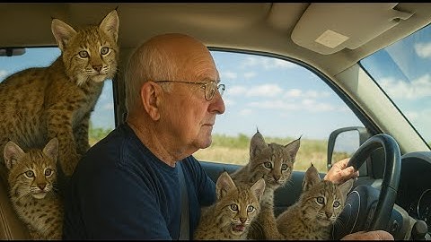 I Live With 5 Bobcats Who Acts Like A Dog - TRY NOT TO SMILE at their Goofy Antics