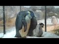 皇帝ペンギンの赤ちゃん 「ママの足の上でねんねさせて」 「大きくなったから入らないでしょう」