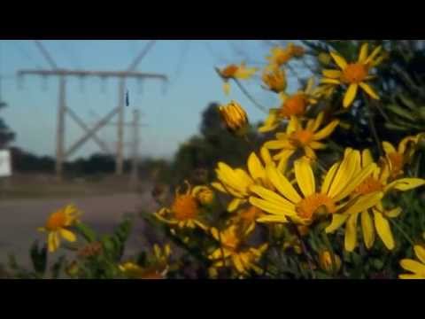 Mariposas Negras Trailer