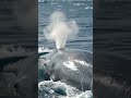 🐋 Giant Blue Whale Takes a Breath | Amazing Ocean Moment #Shorts