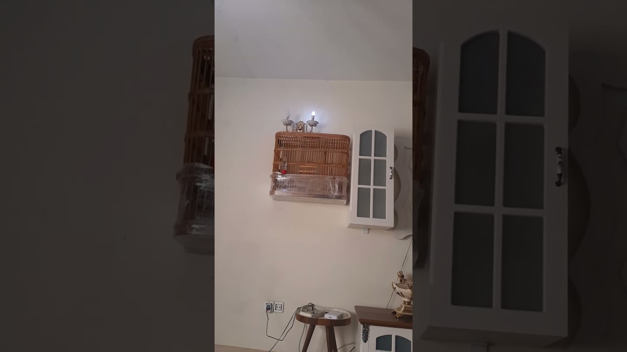 لا تقص جناح البلبل والسبب داخل الفيديو ارجو الاشتراك في القناة