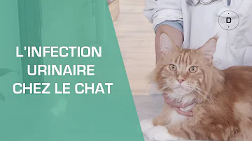 Quel médicament infection urinaire chat ?