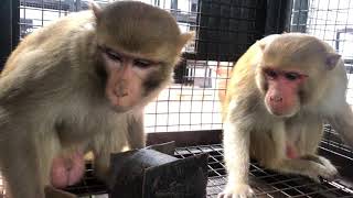 Monkey sterilization Part 1: Monkey Tranquilizing.