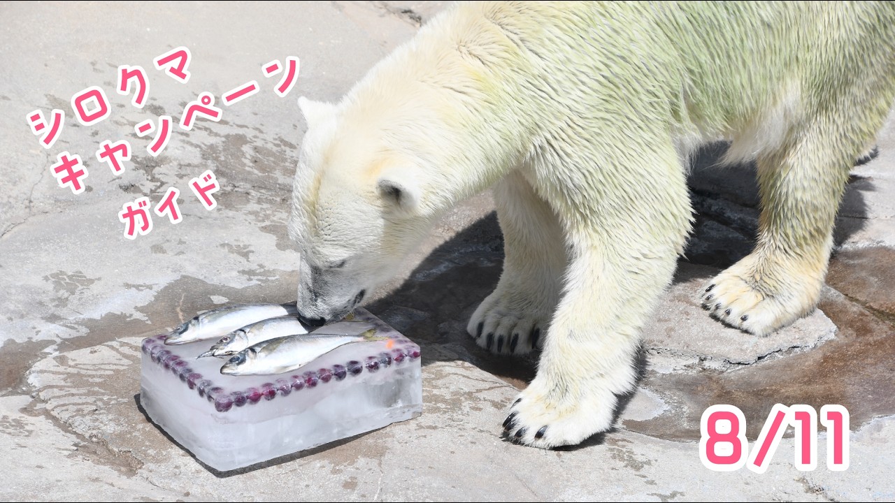 19th Polar Bear Campaign (August 11, 2026) - YouTube
