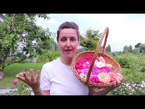 Video: Kaj So Vrtnice