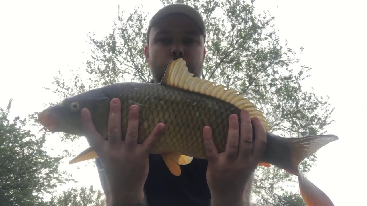 Fly Fishing For Carp