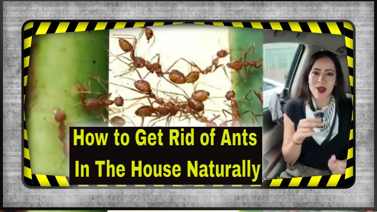 how to get rid of ants in the house naturally #pestcontrol #pest #ant ...