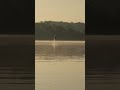 A Sturgeon Story: Best Breaches #shorts #sturgeon #river #dinosaurfish