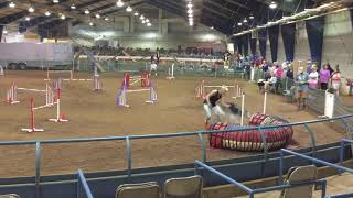 Borzoi Agility August 26, 2018