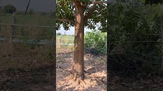 กระถินเทพา อายุ 4 ปี โตแค่ไหน?