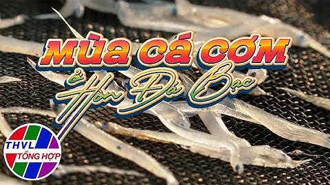 Nhịp sống đồng bằng: Mùa cá cơm ở Hòn Đá Bạc