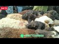 Куршаб кой базары 🐑! Козулуу койлор| Чоң Гиссар Кочкор| Эчки 06.02.2021