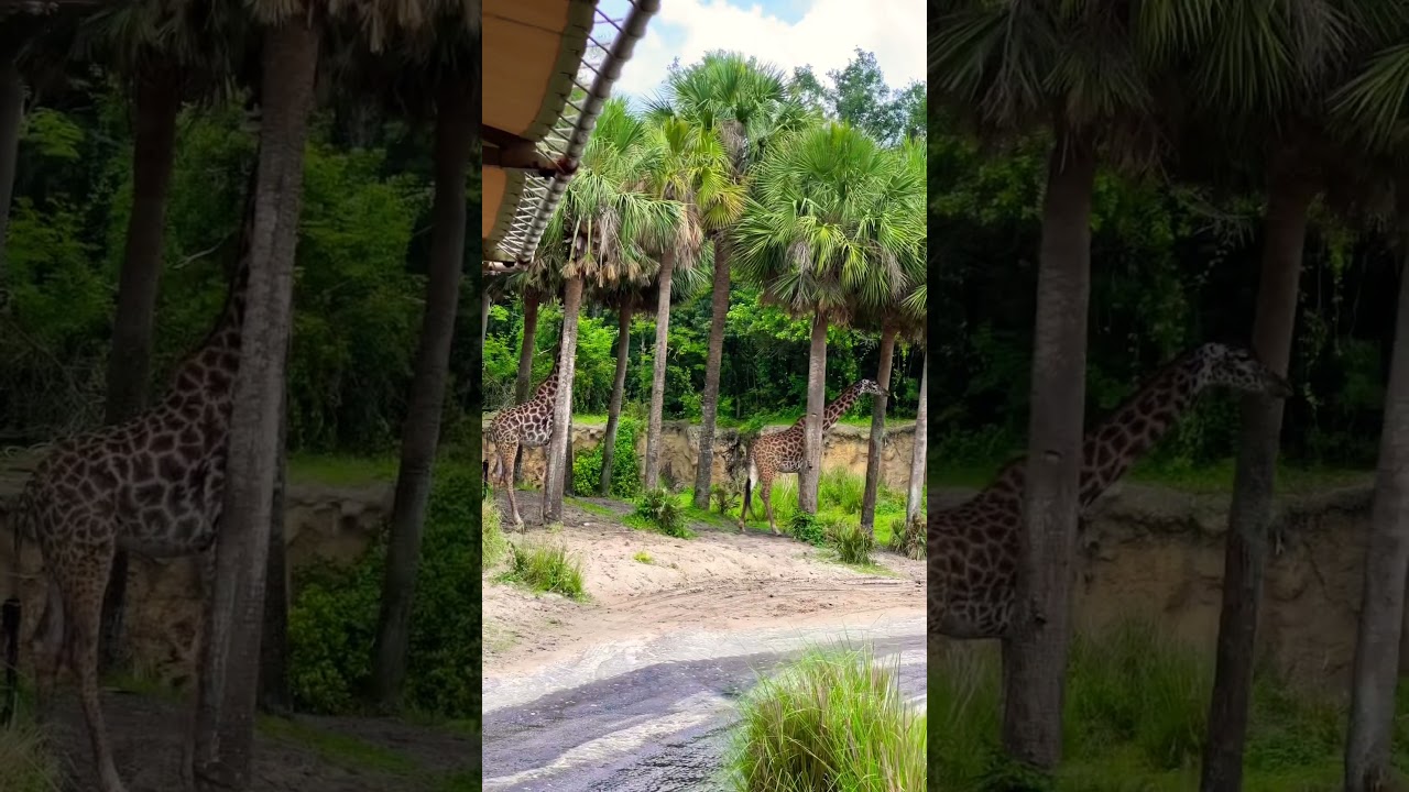 KILIMANJARO SAFARIS en ANIMAL KINGDOM 