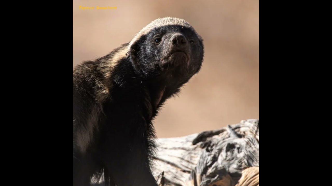 Honey Badger