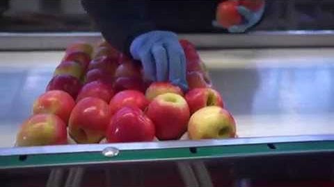 Pink Lady® appels in de sorteer- en pakstations.