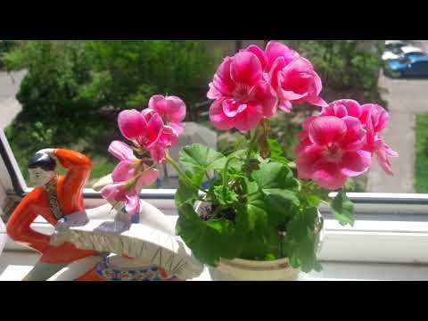 Мои сорта пеларгонии🌷.