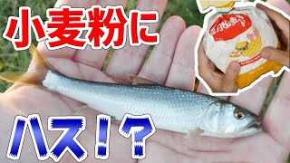 小物釣り 小麦粉だけで魚は釣れるのか検証していたらまさかの魚が Youtube 小物釣り 小麦粉だけで魚は釣れるのか検証していたらまさかの魚が Youtube