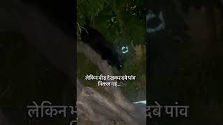 black cat#blackcat#horrifying#horrifyingthing#terrifyingeyes#cateye#nightmares#eyes#funnyvideo#