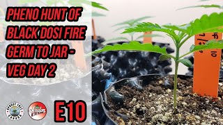 Pheno Hunt Black Dosi Fire Germ To Jar - Veg Day 2 - E10