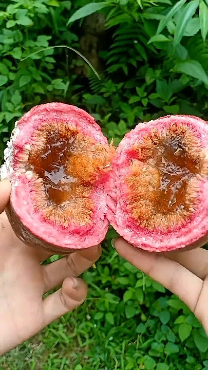 Perbedaan Buah Tin Dengan Tin Hutan #buahtin #buah #shorts