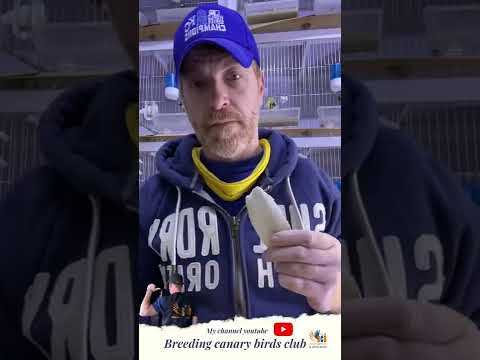 اهم فوائد عظمة الحبار وكيف اقدمها ومتى لطيور الكناري