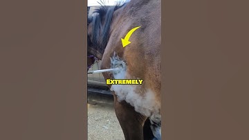 Cold Freeze Branding for Horse 🐎