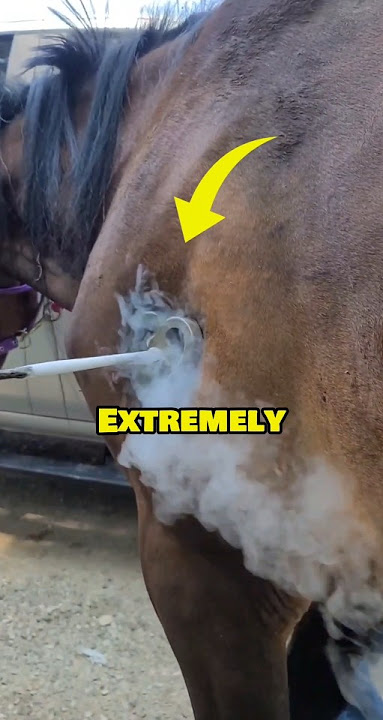 Cold Freeze Branding for Horse 🐎