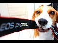 Funny BEAGLE Compilation! Why You Should Get A Beagle Dog. Episode #4