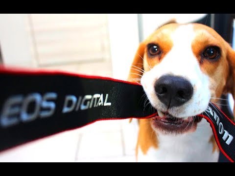 funny-beagle-compilation!-why-you-should-get-a-beagle-dog.-episode-#4