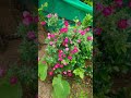 village Nature ❤️#agriculture#villagelife#farming#india#shortsvideo#shorts#trending#viral#new#rain