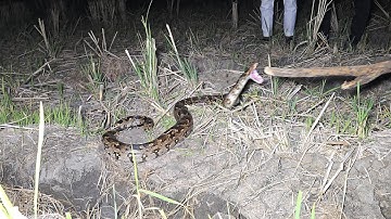 #Indian #Rock python snake Rescue|| ఐలాపూర్ మెయిన్ రోడ్ సంప్రదించండి 7396969617