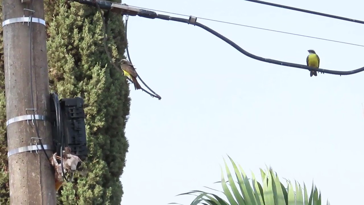 Casal de Bentevizinho de Penhacho Vermelho construindo ninho num poste.