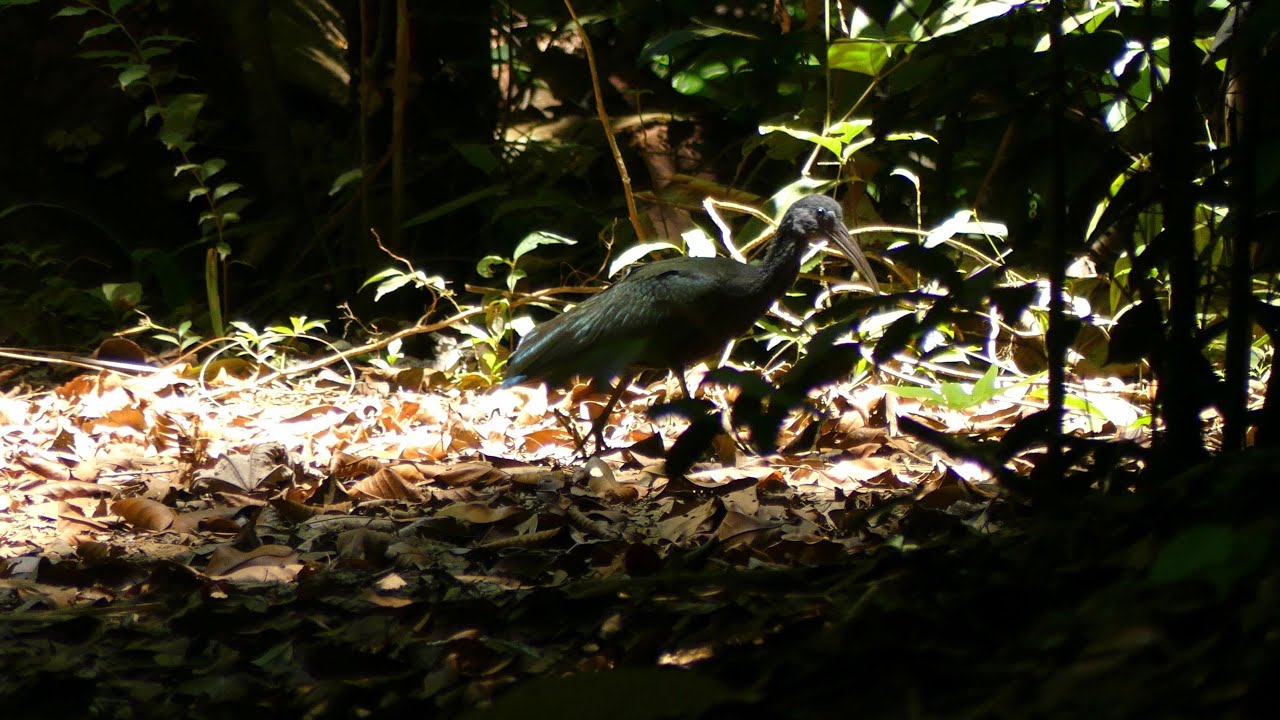 Green Ibis (Mesembrinibis cayennensis), French Guiana