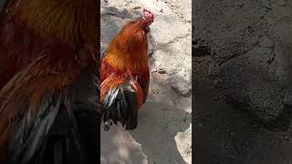 Babaannem Nemlerde Tavukları Gösterdim Resimi