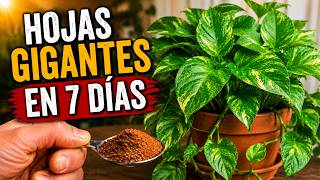 Tu Potus No Crece? Usa Este Secreto Casero Y Mira El Cambio En 7 Días