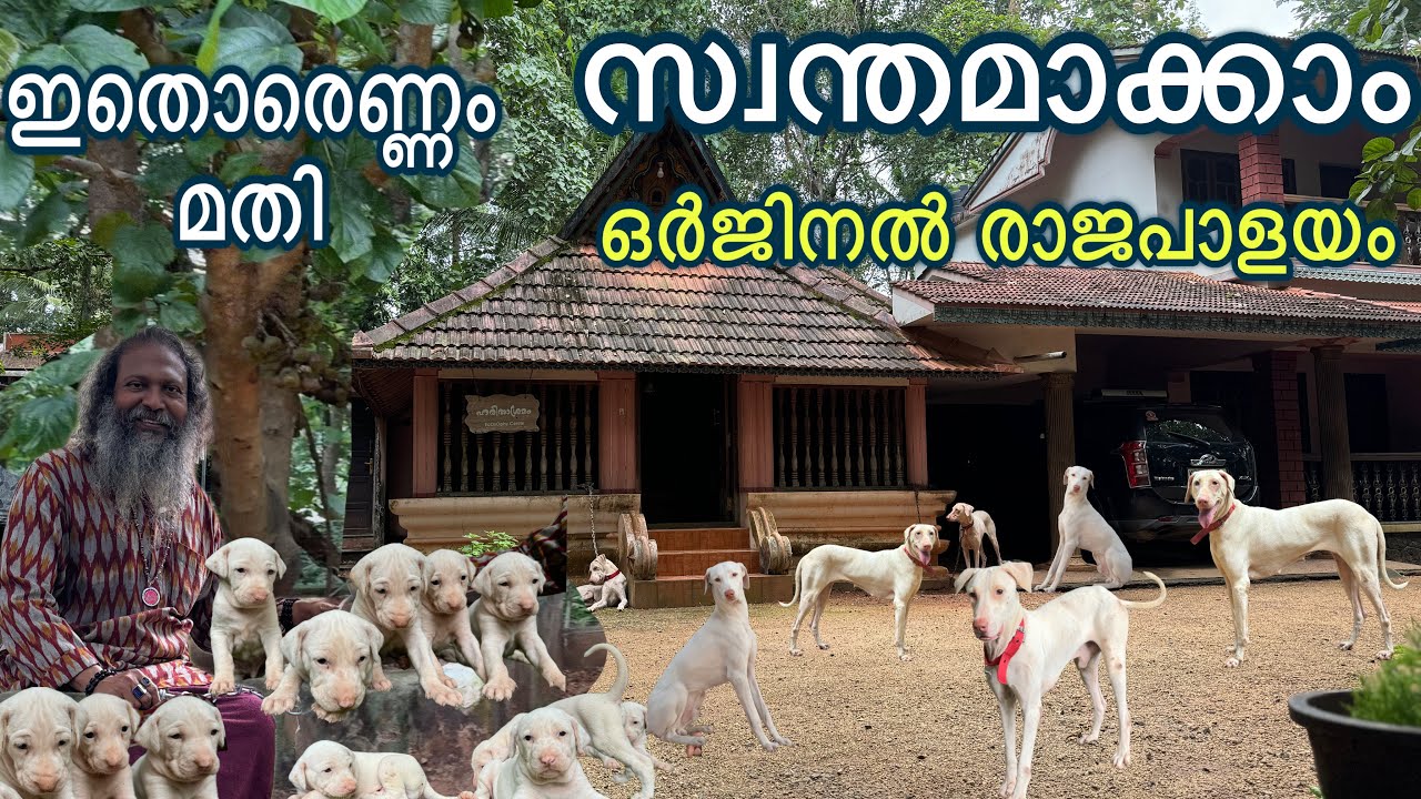 ഹരിതാശ്രമത്തിൽ രാജപാളയം പെറ്റ് പെരുകി Rajapalayam Dog Breed | Rajapalayam Puppy