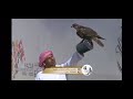 Falcon race in dubai 2023 dubailife