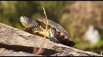 Wo gibt es in Deutschland Sumpfschildkröten?