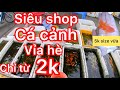 Đi mua cá cảnh tại shop cá vỉa hè độc lạ, cá to mà giá lại rẻ - sidewalk ornamental fish