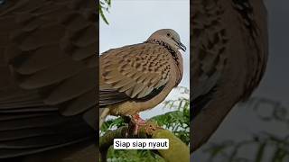 Download Mp3 Turtledove Bird Calling Male Gudang lagu Download Mp3 Turtledove Bird Calling Male