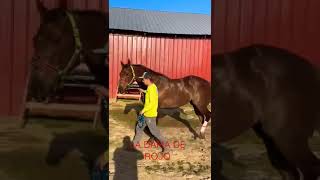 #aqha #caballosdecarreras #cuartodemilla #quarterhorse #quarterhorseracing #viralhorses