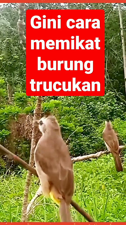 cara memikat burung trucukan#shorts