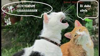 Komik Kediler (Telifsiz Müzik)