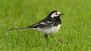 PIED WAGTAILS feeding on flowery lawn
