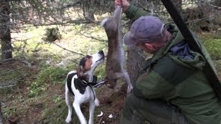 Hunting hare with Caro the norwegian Haldenhound