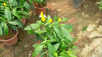 Bán cây rồng vàng nhả ngọc 0977973535